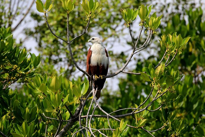 Birdwatching Walk in Anawilundawa Sanctuary from Kalpitiya - Photo 1 of 7